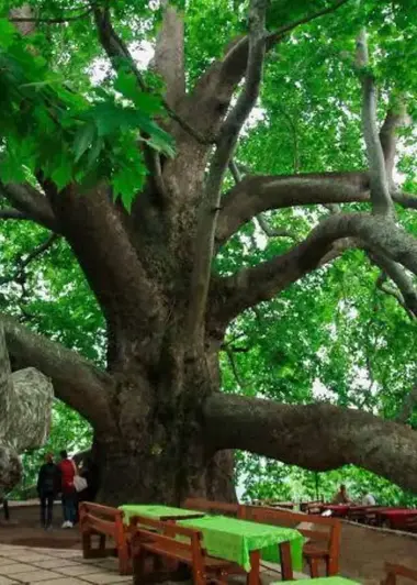 Visit the Ancient İnkaya Plane Tree in Bursa
